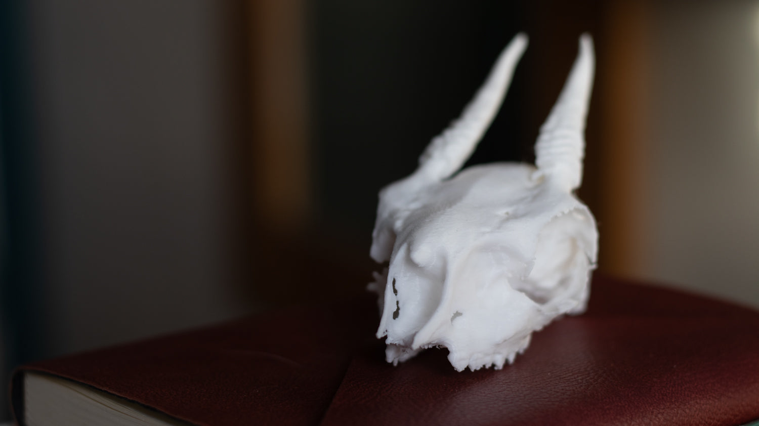DikDik Skull Replica | 3D Printed