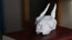 DikDik Skull Replica | 3D Printed