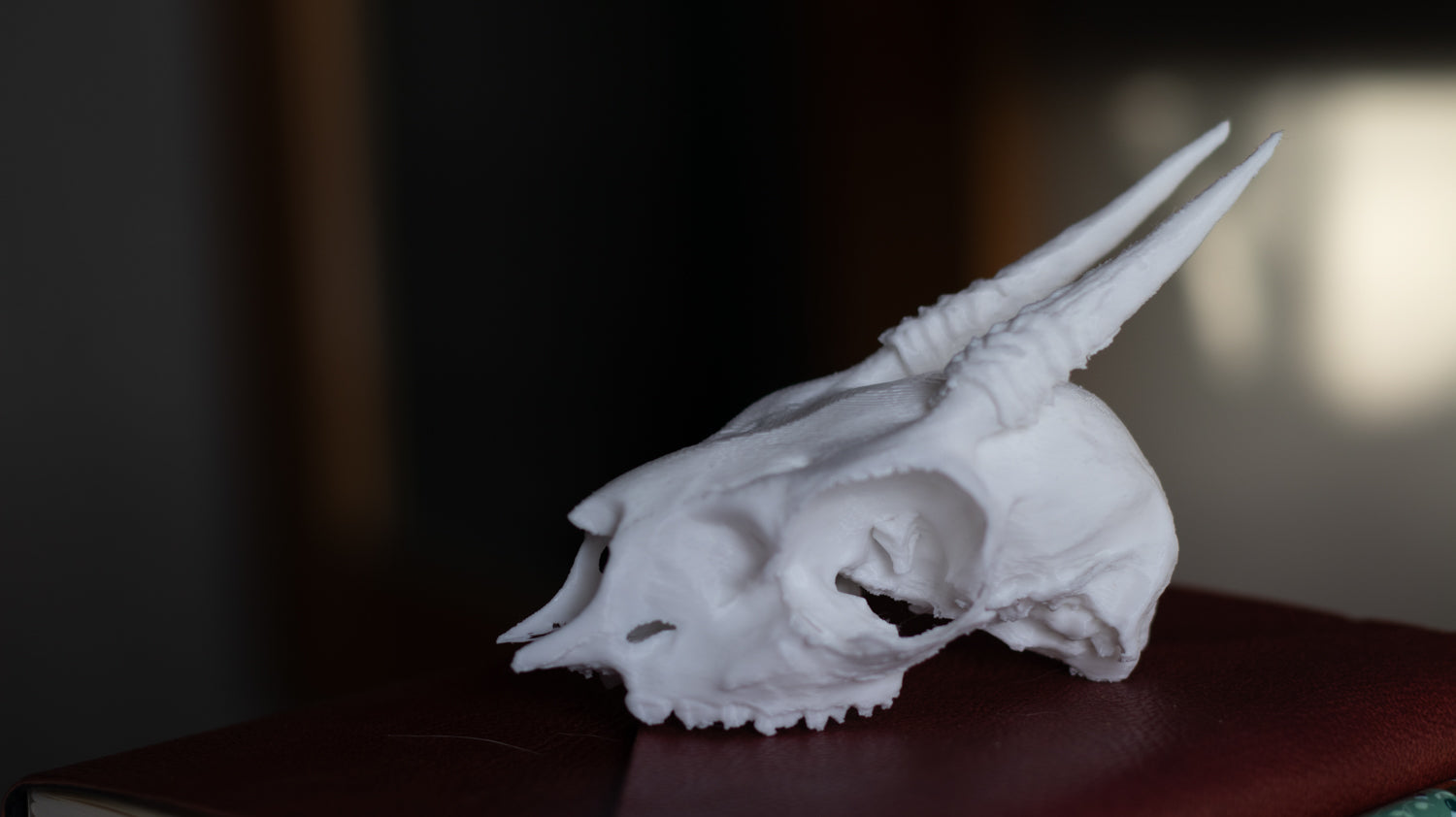 DikDik Skull Replica | 3D Printed