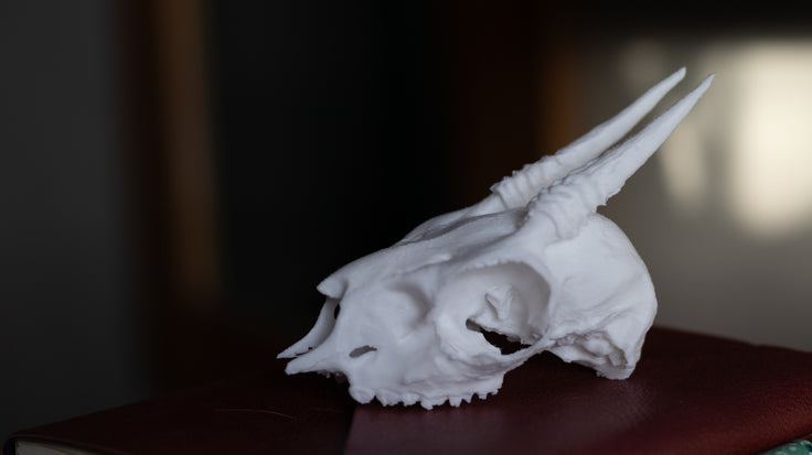 DikDik Skull Replica | 3D Printed