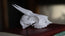 DikDik Skull Replica | 3D Printed