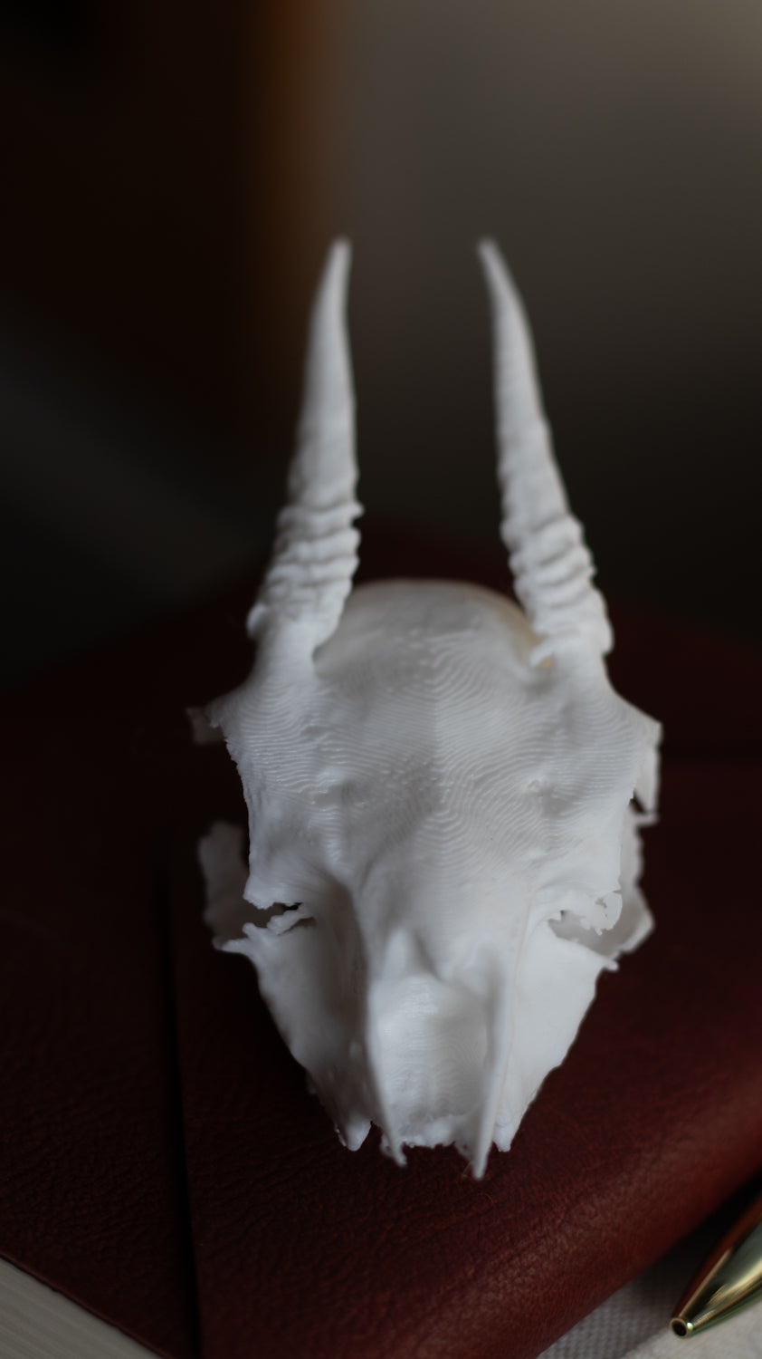 DikDik Skull Replica | 3D Printed