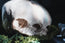Conjoined Twin Infant Skull Replica | 3D Printed