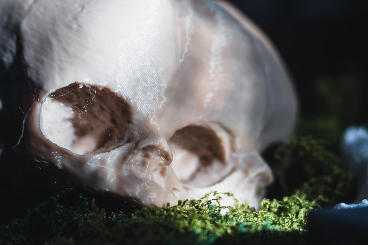 Conjoined Twin Infant Skull Replica | 3D Printed