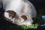 Conjoined Twin Infant Skull Replica | 3D Printed