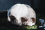 Conjoined Twin Infant Skull Replica | 3D Printed