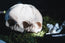 Conjoined Twin Infant Skull Replica | 3D Printed