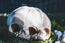 Conjoined Twin Infant Skull Replica | 3D Printed