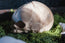 Conjoined Twin Infant Skull Replica | 3D Printed