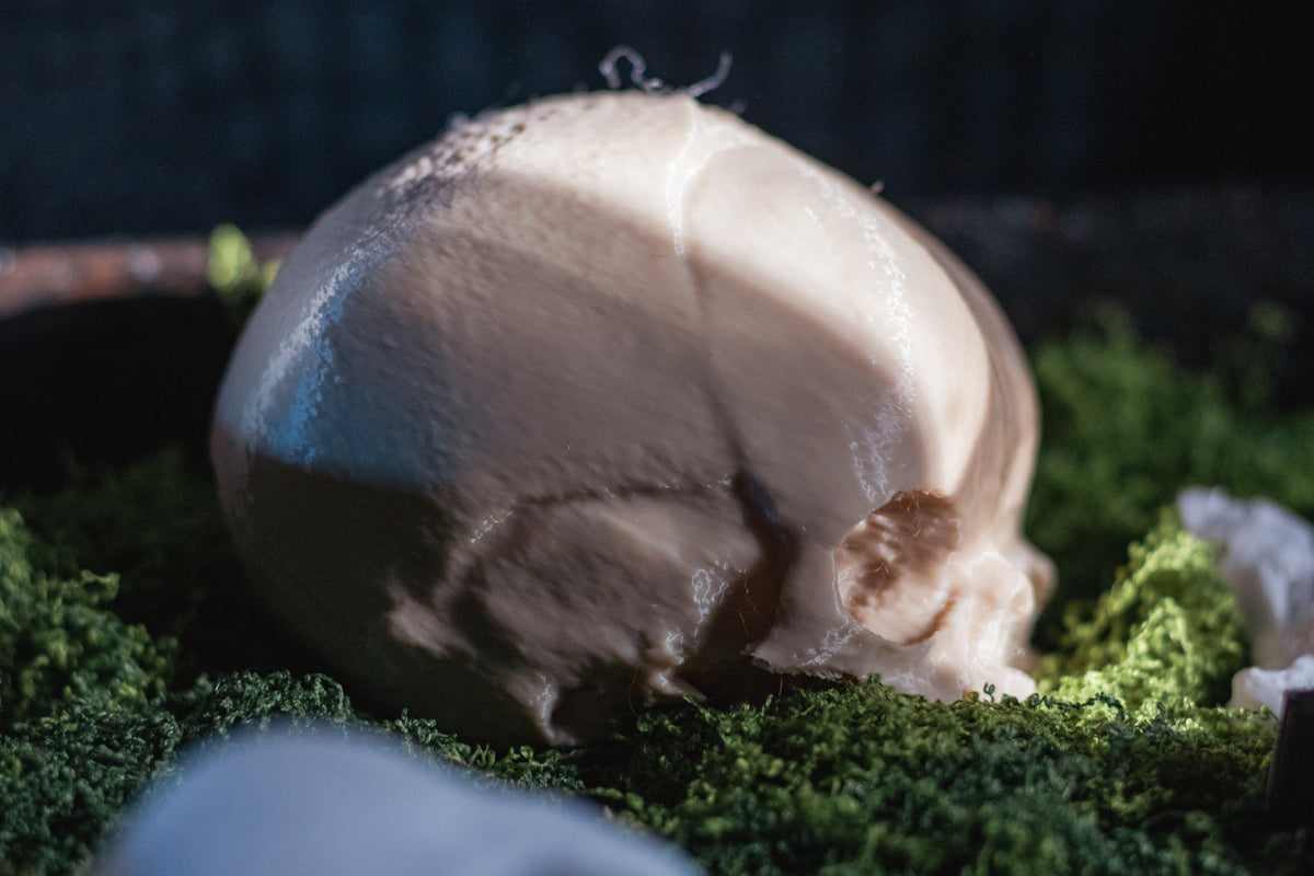 Conjoined Twin Infant Skull Replica | 3D Printed