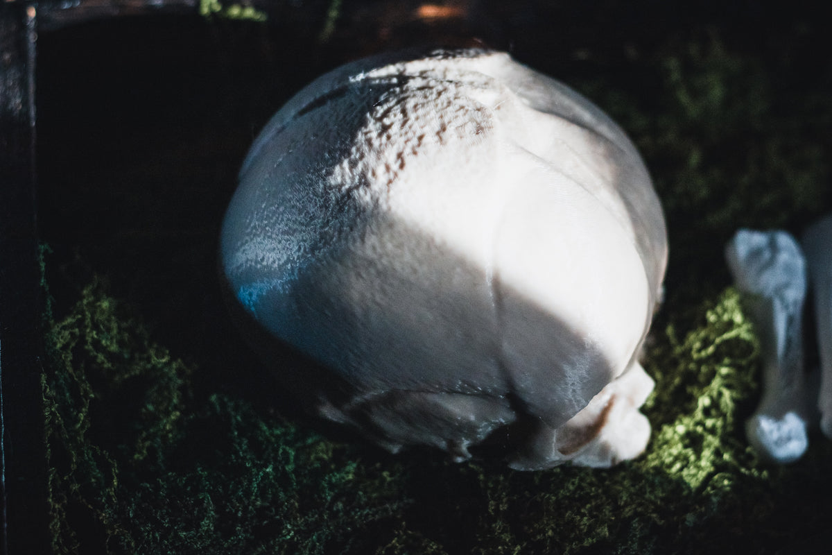 Conjoined Twin Infant Skull Replica | 3D Printed