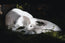 Raven Skull Replica | 3D Print