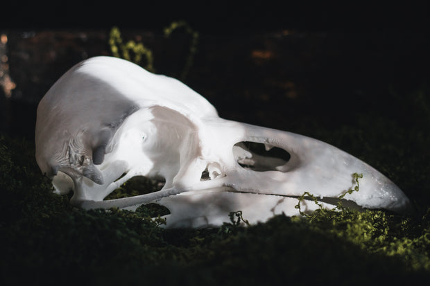 Raven Skull Replica | 3D Print