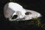Raven Skull Replica | 3D Print