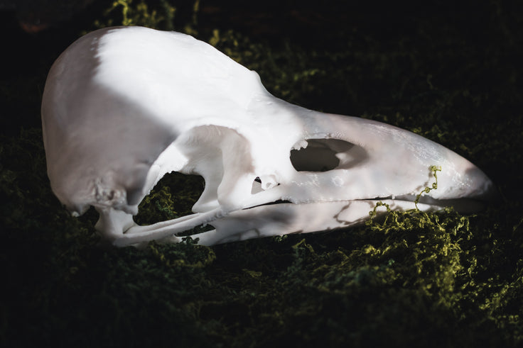 Raven Skull Replica | 3D Print