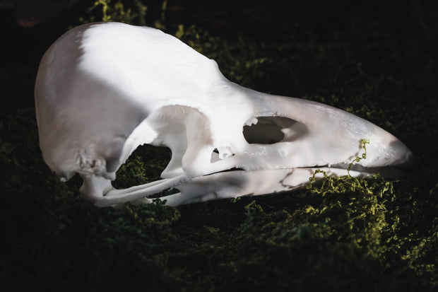 Raven Skull Replica | 3D Print