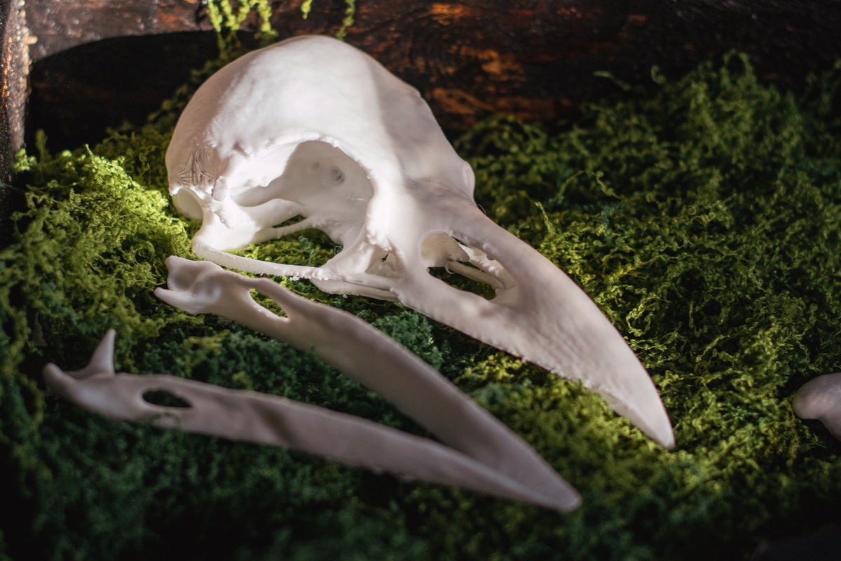 Raven Skull Replica | 3D Print