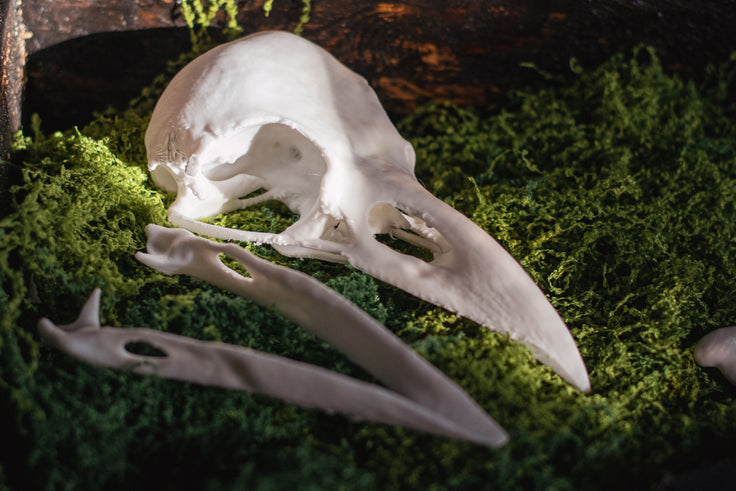 Raven Skull Replica | 3D Print