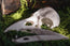 Raven Skull Replica | 3D Print