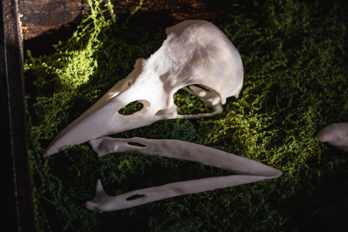 Raven Skull Replica | 3D Print