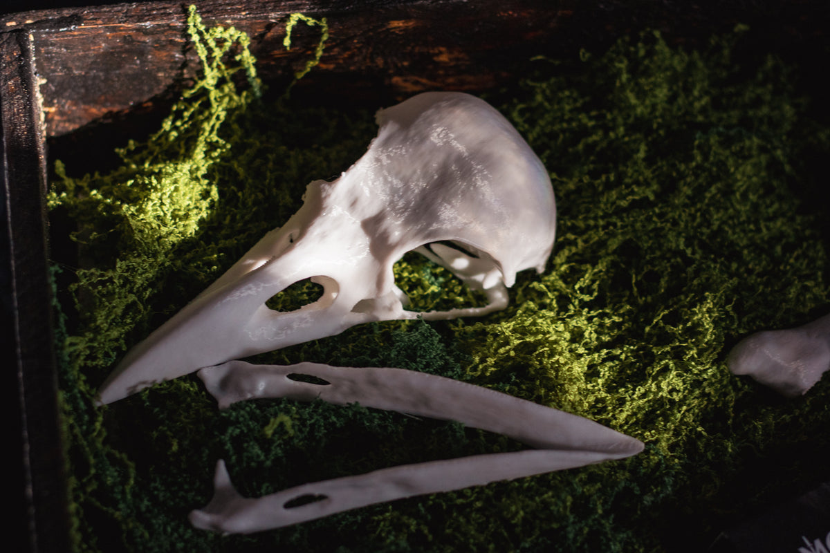 Raven Skull Replica | 3D Print