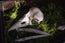 Raven Skull Replica | 3D Print