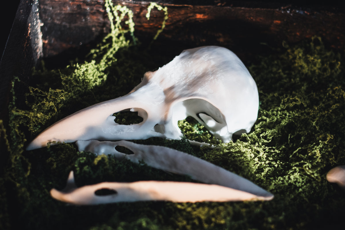 Raven Skull Replica | 3D Print