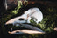 Raven Skull Replica | 3D Print