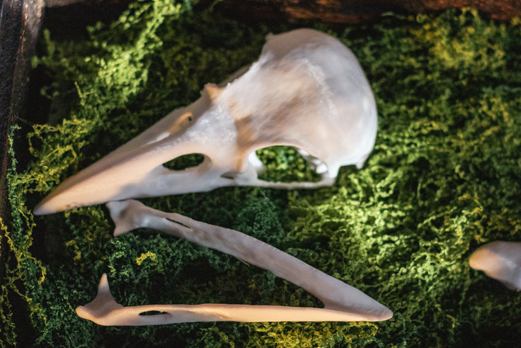 Raven Skull Replica | 3D Print