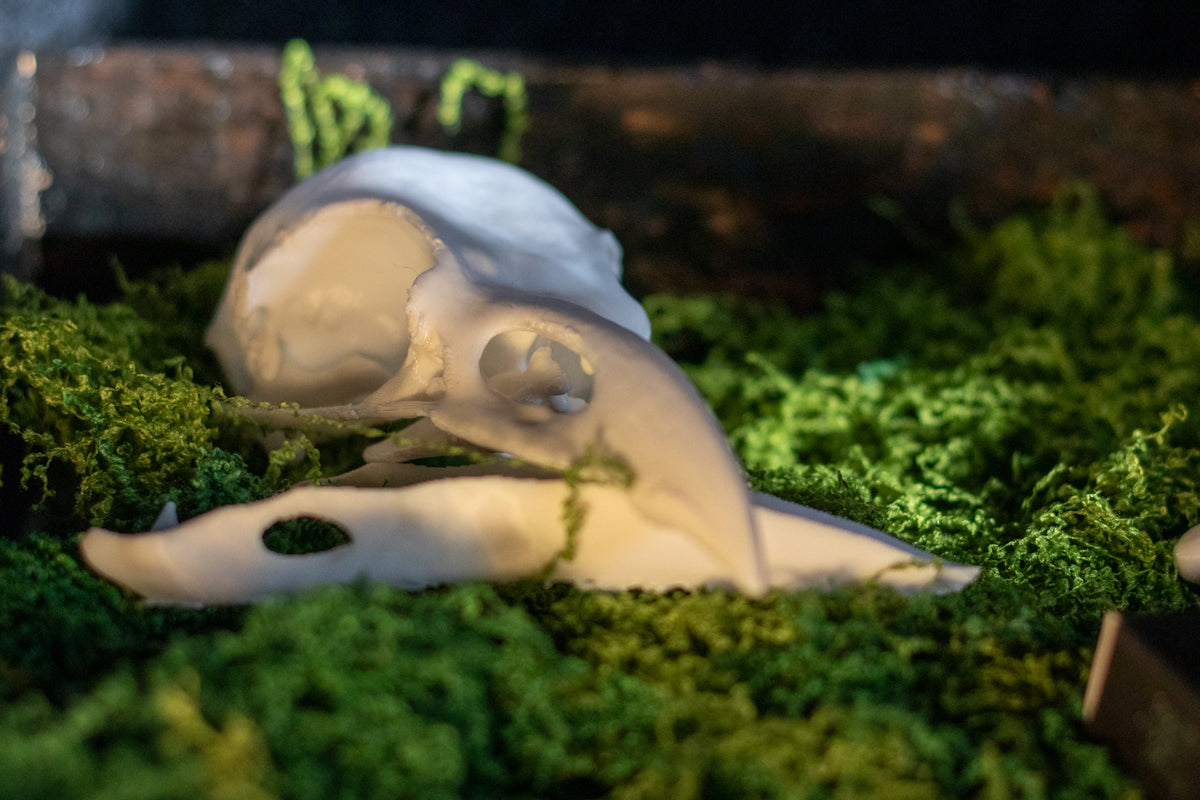 Raven Skull Replica | 3D Print