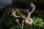 Jackalope Skull Replica | 3D Printed