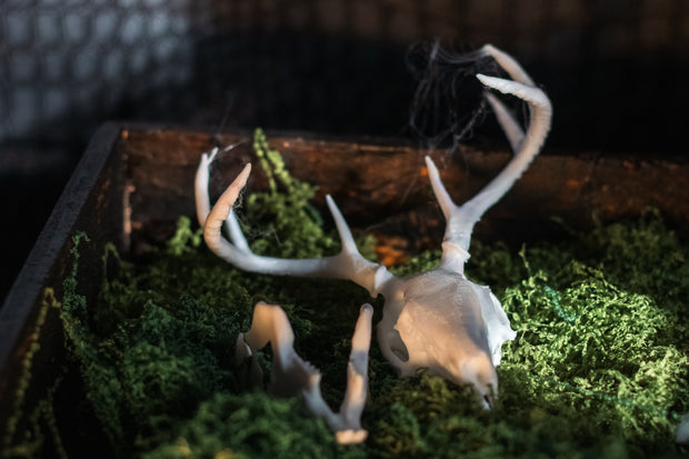 Jackalope Skull Replica | 3D Printed