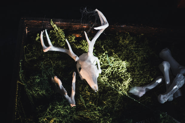 Jackalope Skull Replica | 3D Printed