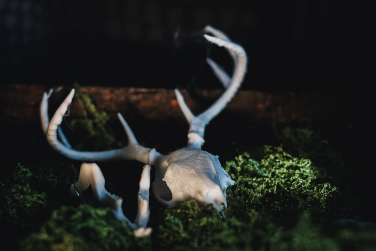 Jackalope Skull Replica | 3D Printed