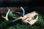 Jackalope Skull Replica | 3D Printed