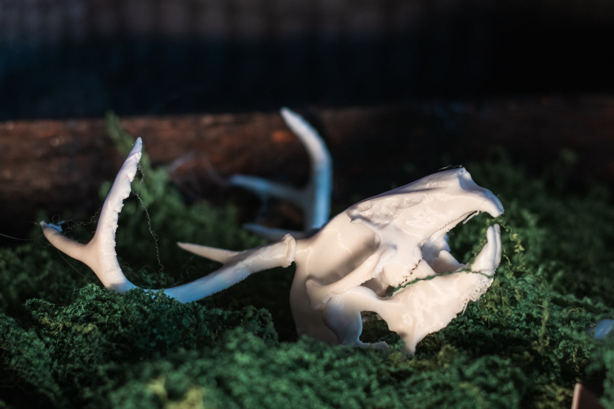 Jackalope Skull Replica | 3D Printed