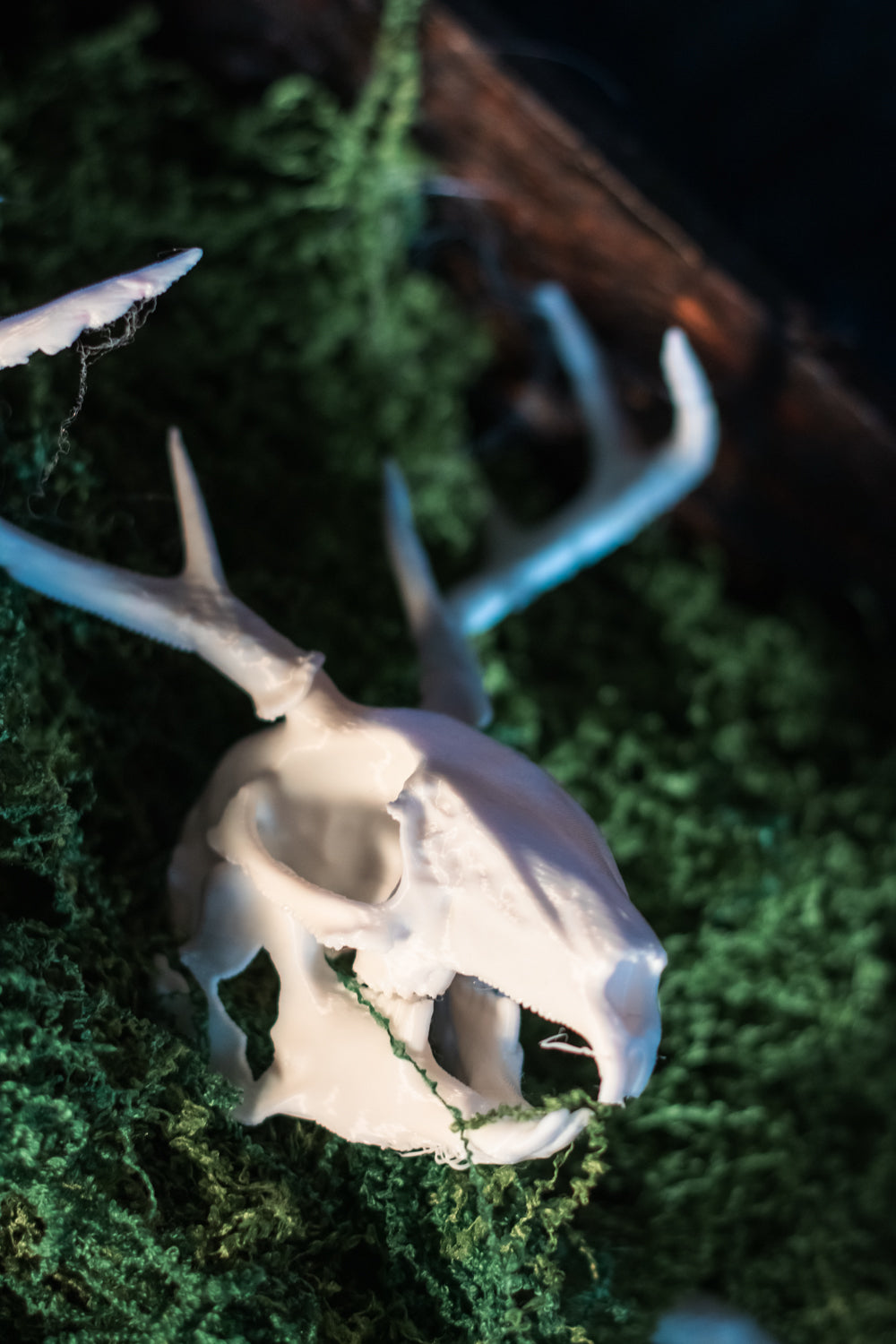 Jackalope Skull Replica | 3D Printed