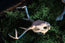 Jackalope Skull Replica | 3D Printed