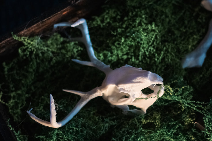 Jackalope Skull Replica | 3D Printed