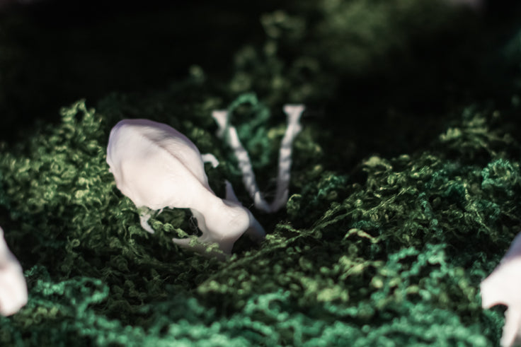 Lesser Horseshoe Bat Skull Replica | 3D Printed
