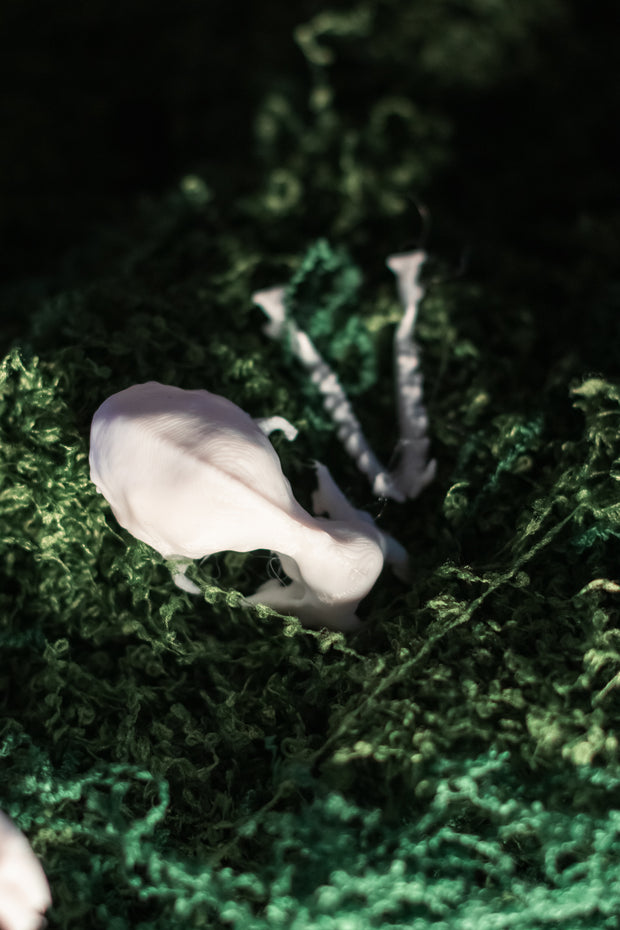 Lesser Horseshoe Bat Skull Replica | 3D Printed