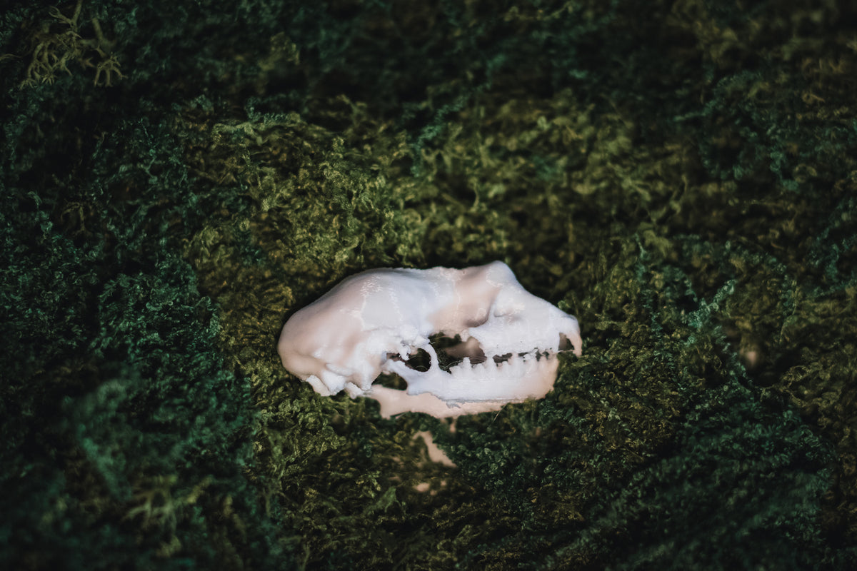Lesser Horseshoe Bat Skull Replica | 3D Printed
