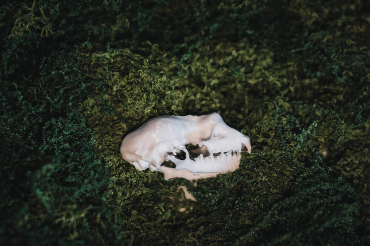 Lesser Horseshoe Bat Skull Replica | 3D Printed