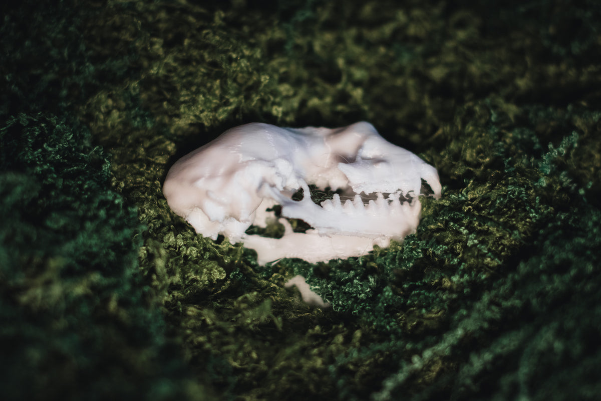 Lesser Horseshoe Bat Skull Replica | 3D Printed