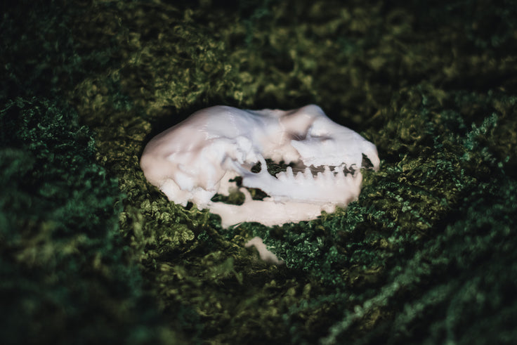 Lesser Horseshoe Bat Skull Replica | 3D Printed