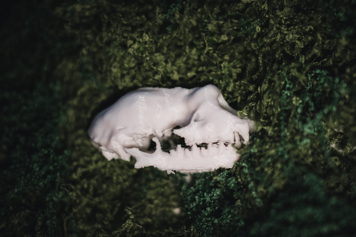 Lesser Horseshoe Bat Skull Replica | 3D Printed