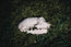 Lesser Horseshoe Bat Skull Replica | 3D Printed