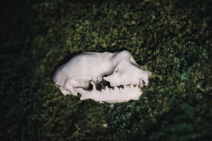 Lesser Horseshoe Bat Skull Replica | 3D Printed