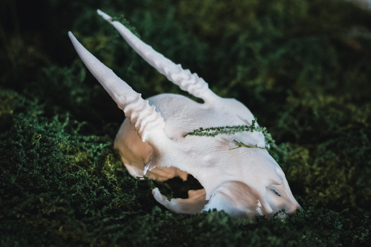 DikDik Skull Replica | 3D Printed