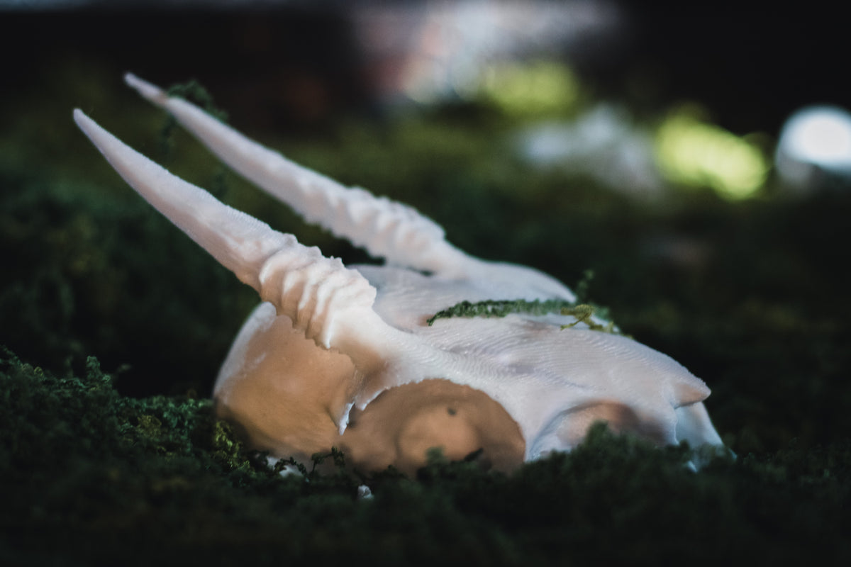 DikDik Skull Replica | 3D Printed